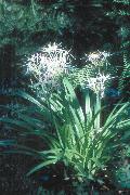 Spider Lily / Hymenocallis liriosme